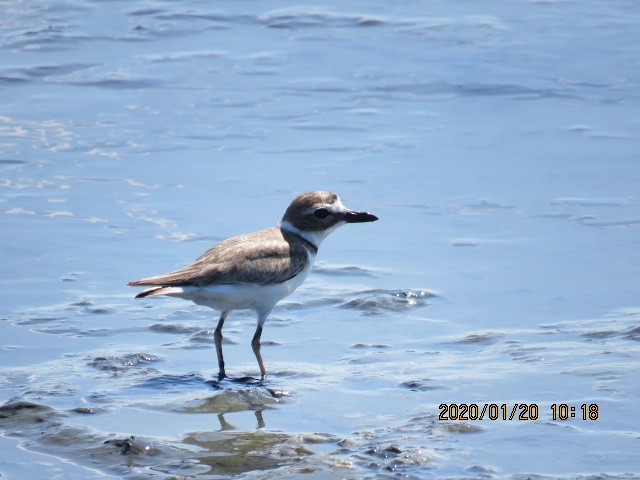 Wilson's Plover - ML207648701