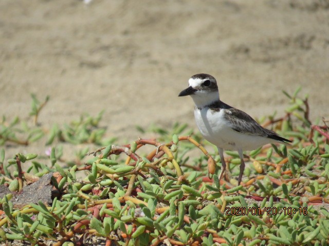 Wilson's Plover - Alfonso Escajadillo