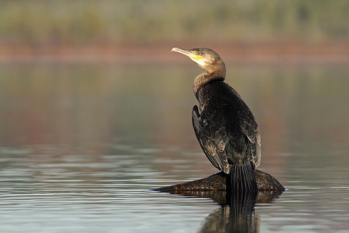 Great Cormorant - ML20764911