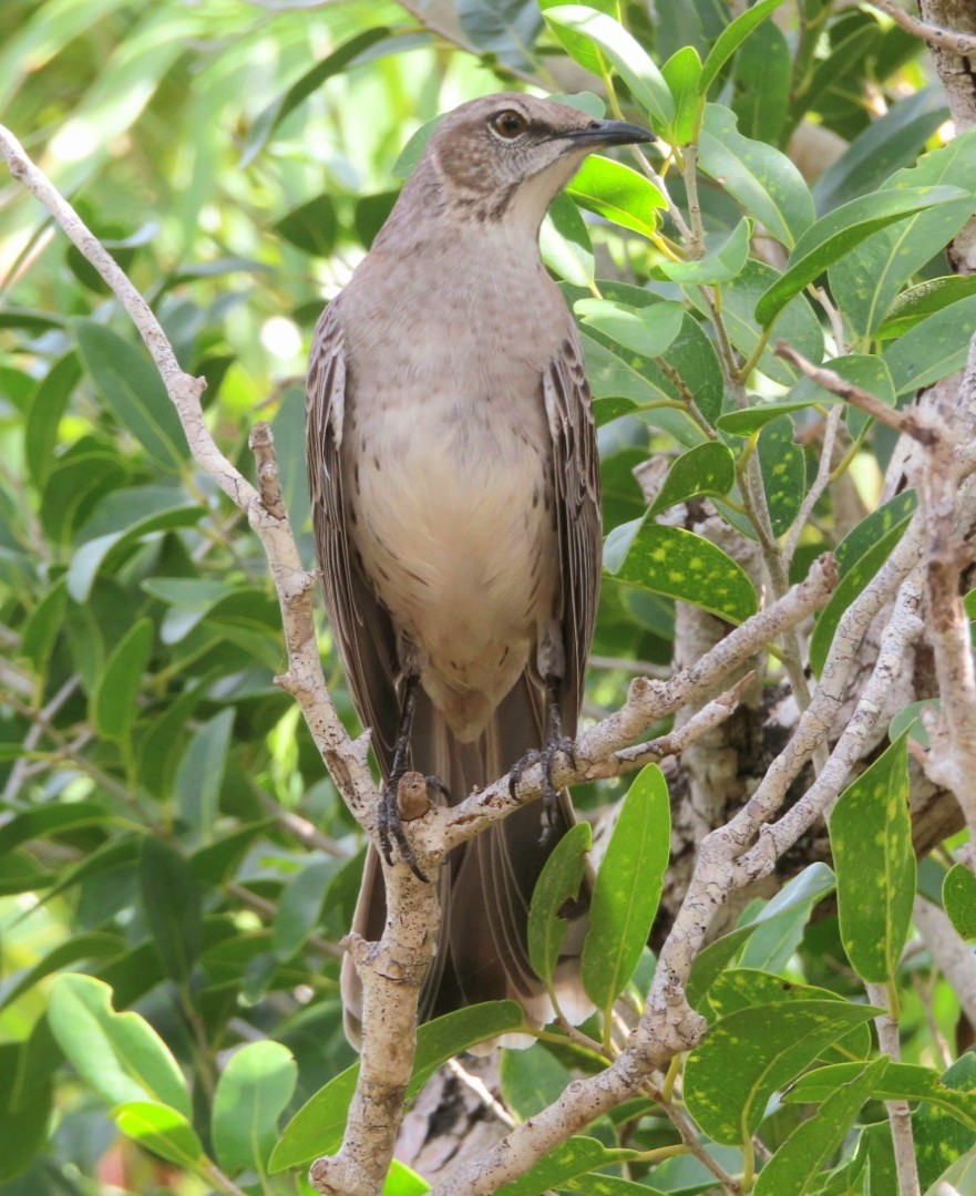 Bahama Mockingbird - ML207649531