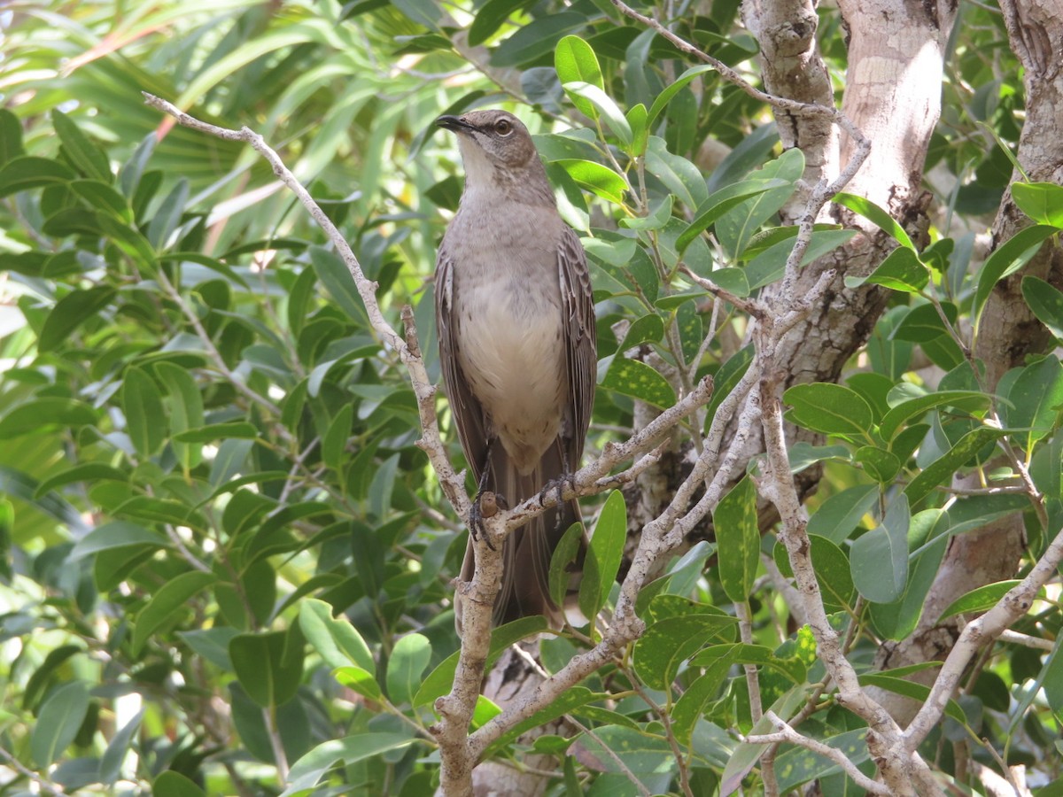 Bahama Mockingbird - ML207649541