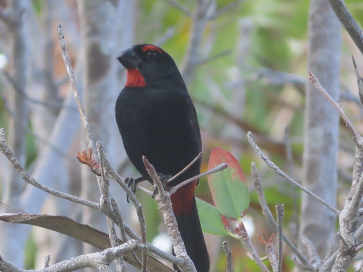 Greater Antillean Bullfinch - ML207649681