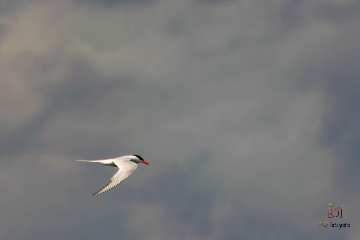 South American Tern - Facundo Quintela