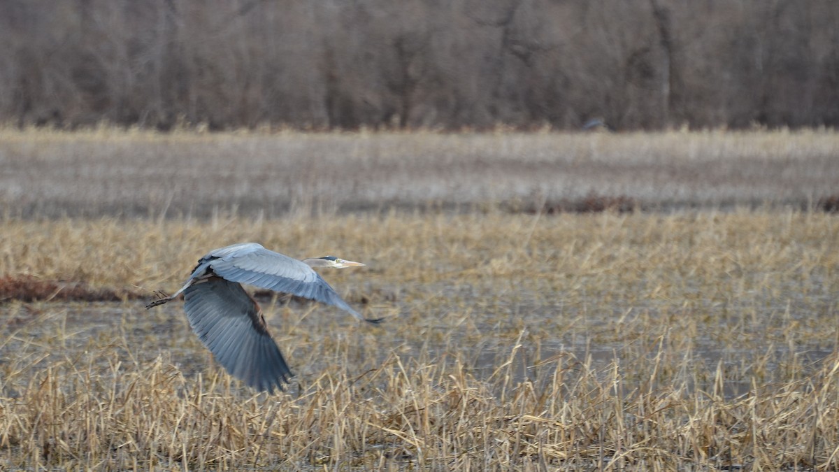 Great Blue Heron - ML207649901