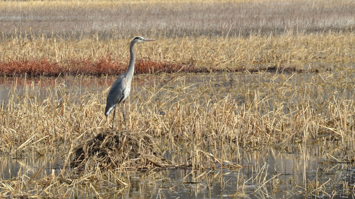 Great Blue Heron - ML207649911