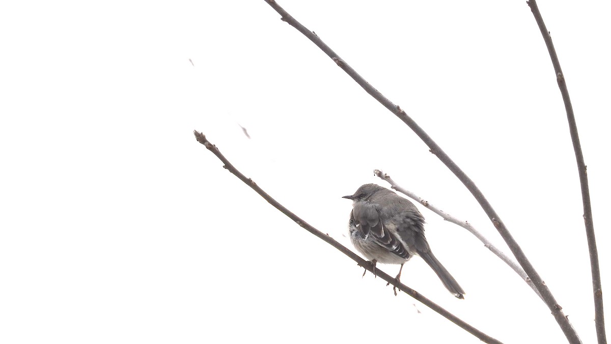 Northern Mockingbird - ML207650541