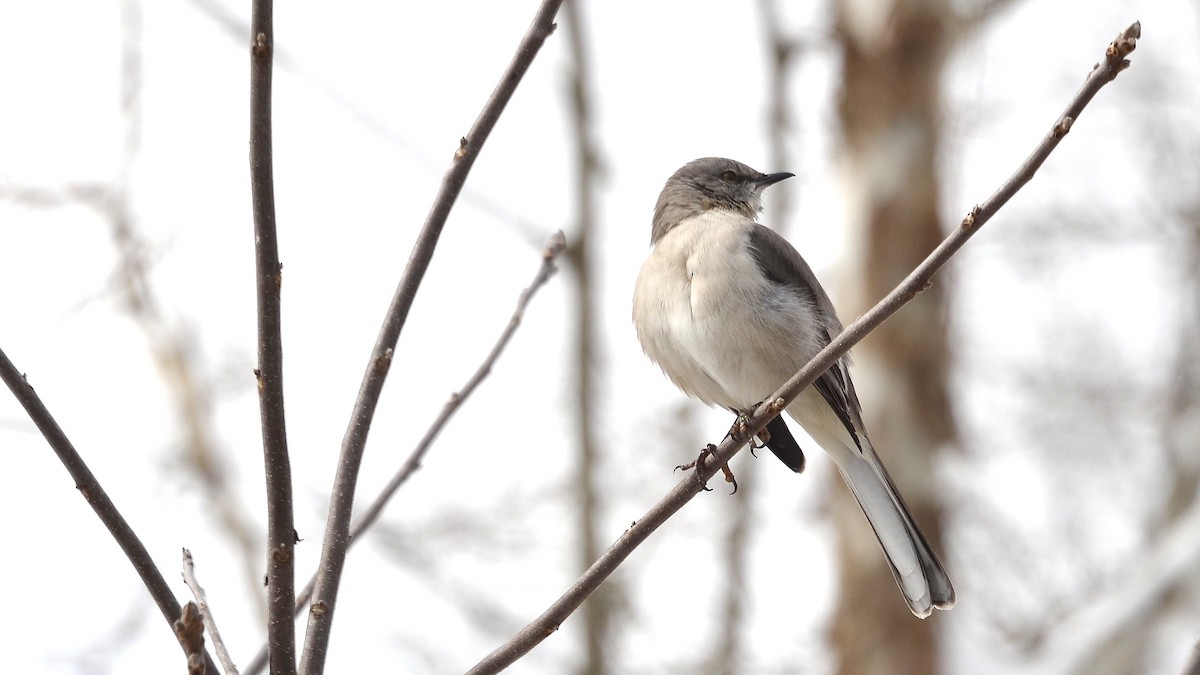 Northern Mockingbird - ML207650581