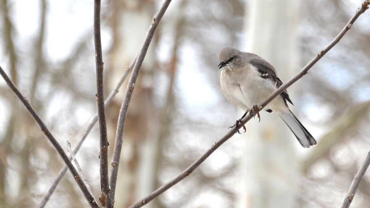 Northern Mockingbird - ML207650591