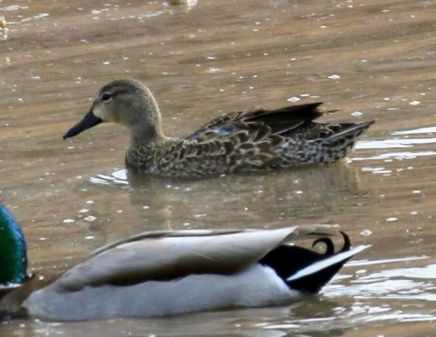 Blue-winged Teal - sam hough