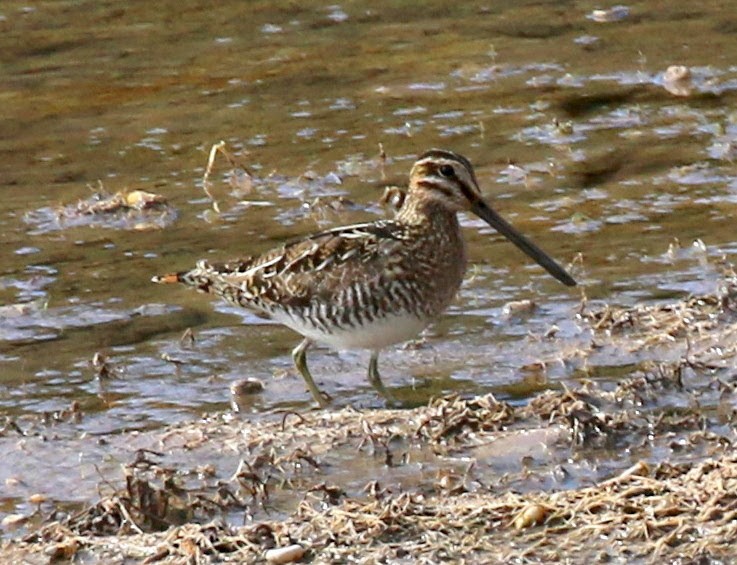 Wilson's Snipe - ML207652581