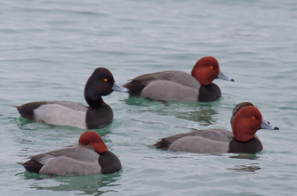 Redhead x Lesser Scaup (hybrid) - Mike Bouman