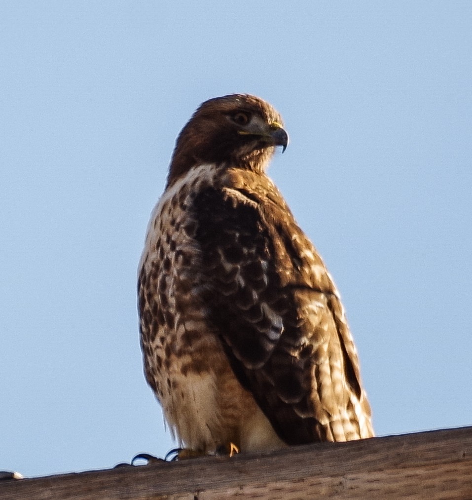 Red-tailed Hawk - ML207654521