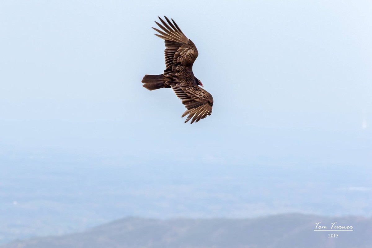 Turkey Vulture - ML207657611