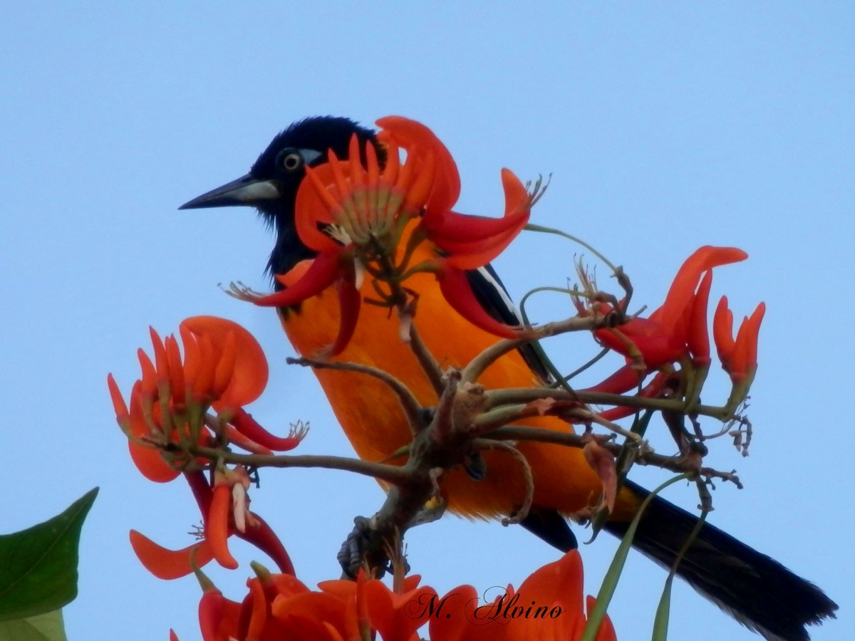 Venezuelan Troupial - ML20765811