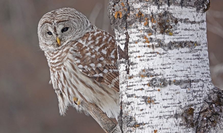 Barred Owl - George Chapman