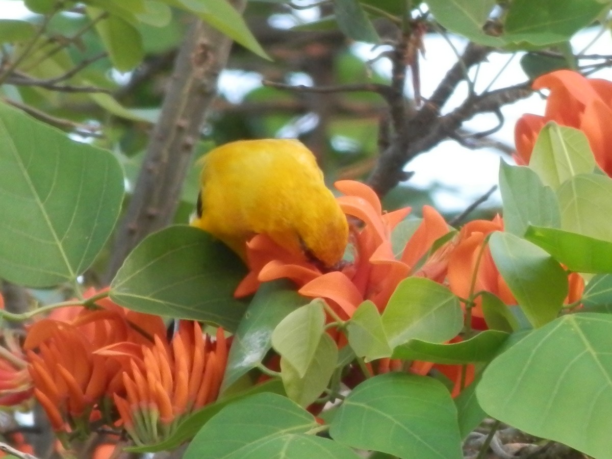 Yellow Oriole - ML20765901