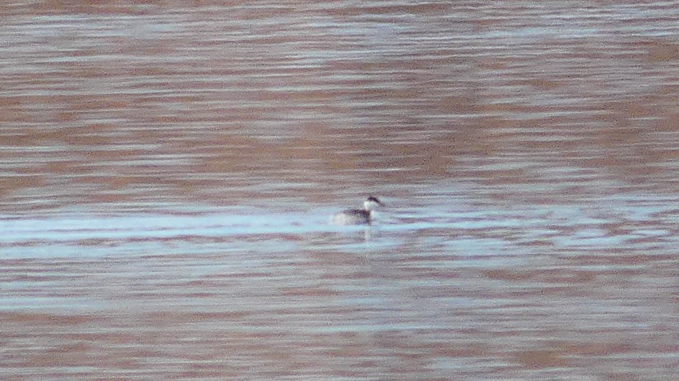 Horned Grebe - ML207659251