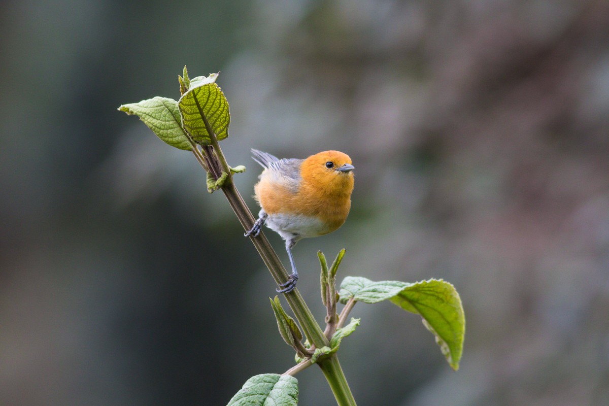 Rufous-chested Tanager - Stefan Hirsch