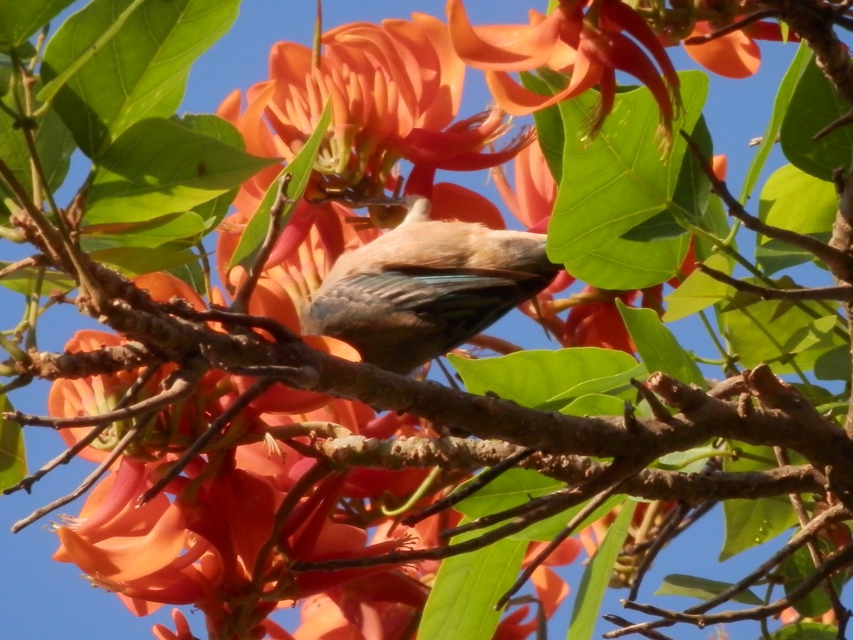 Burnished-buff Tanager - ML20766011