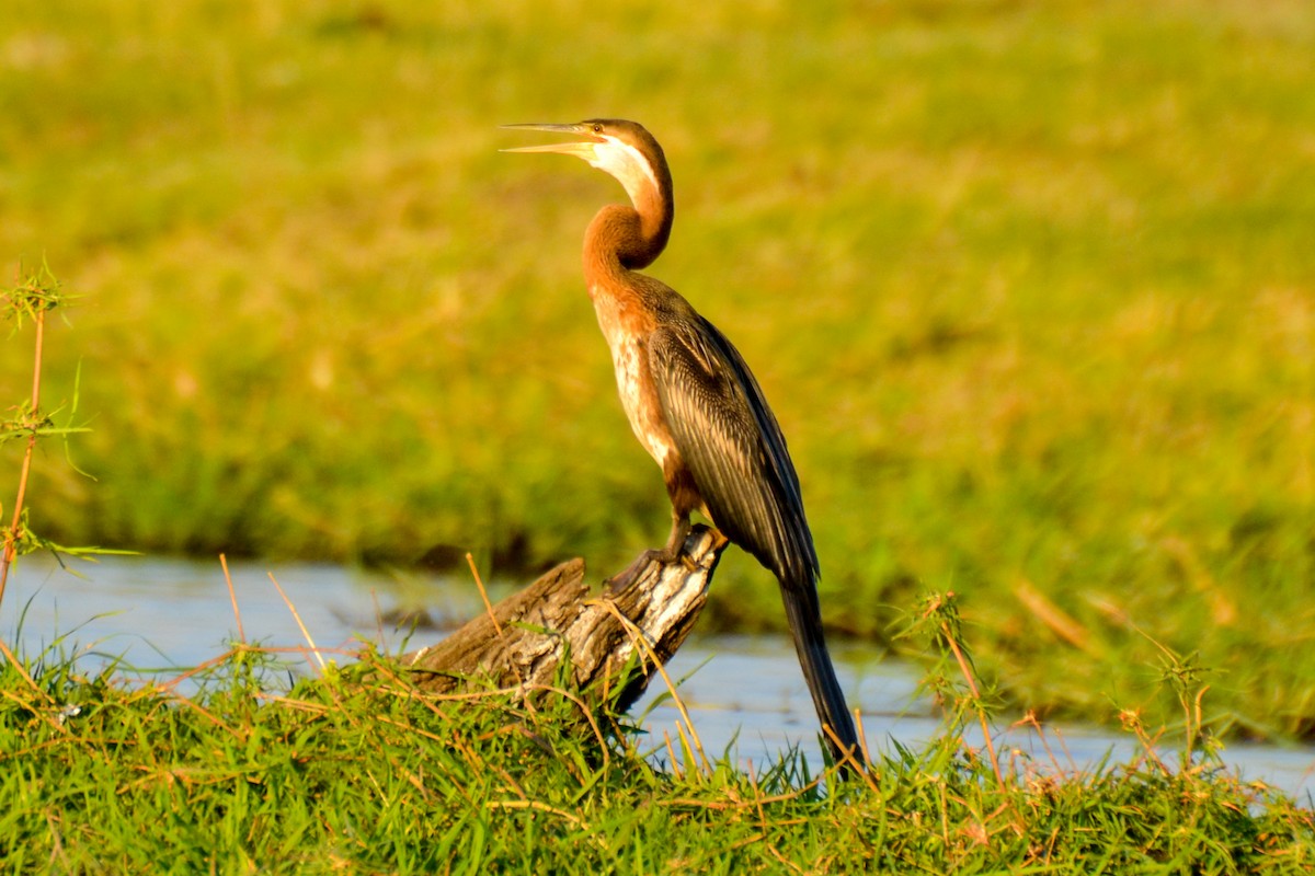 African Darter - Alison Bentley