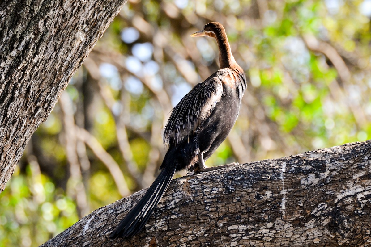 anhinga africká - ML207661131