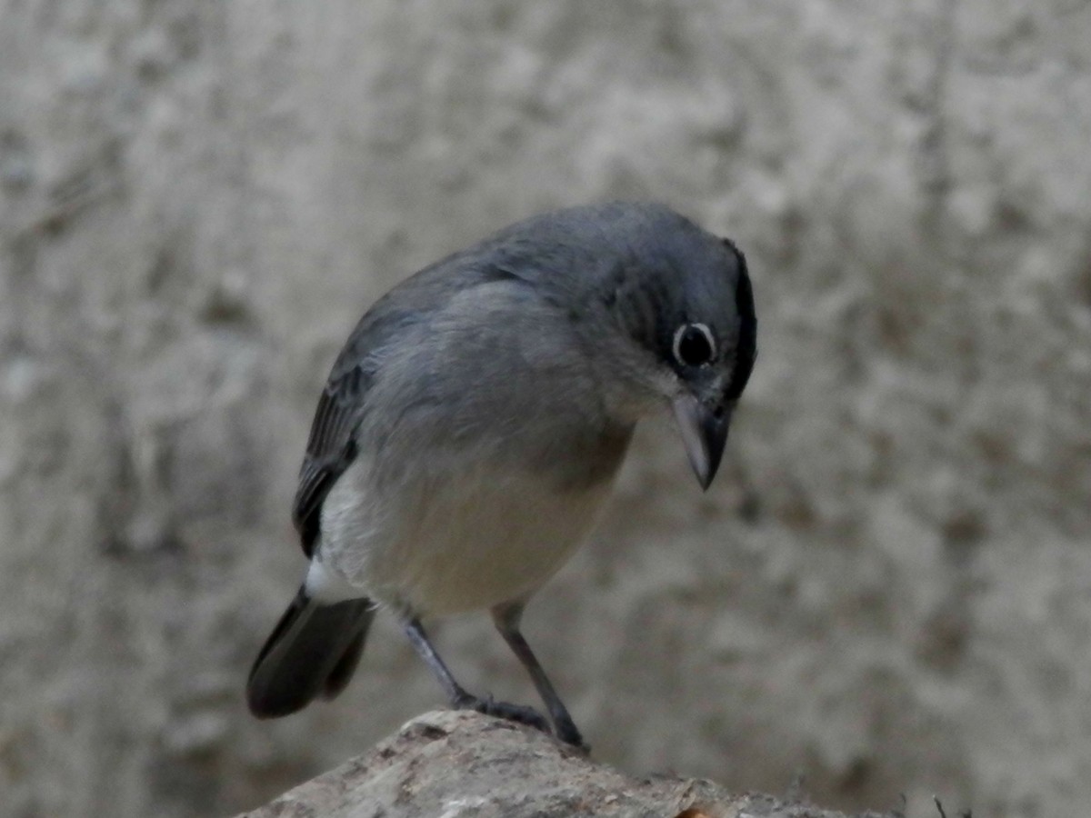 Pileated Finch - ML20766121