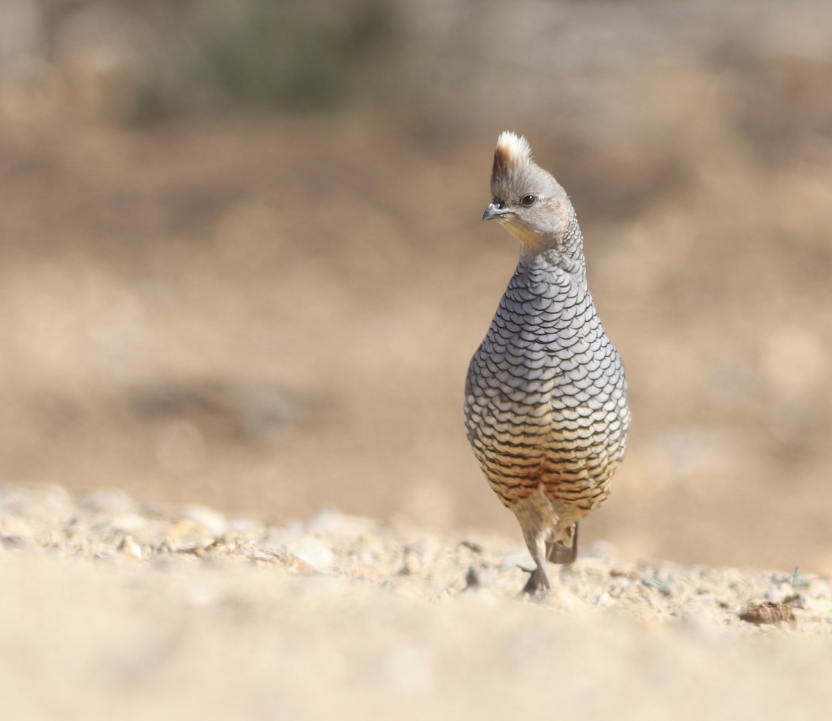 Scaled Quail - Nick  Lund