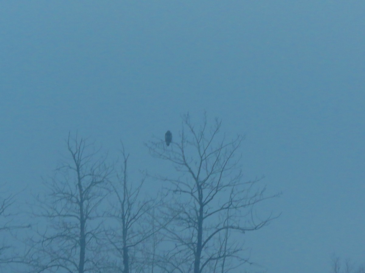 Short-eared Owl - ML207661681