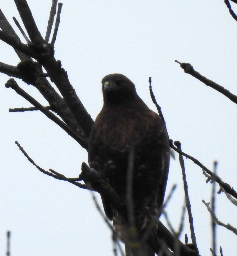 Red-tailed Hawk - ML207662161