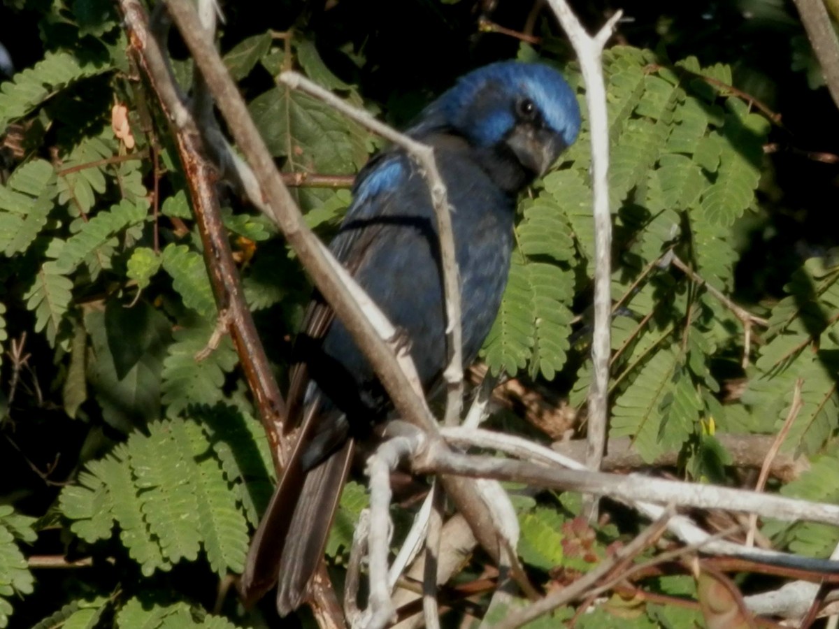 Ultramarine Grosbeak - ML20766261