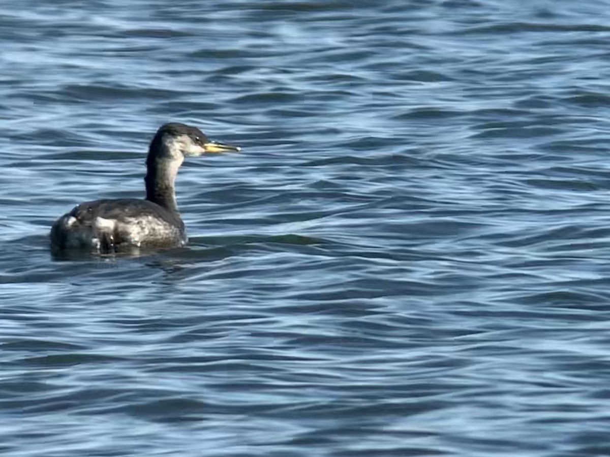 Red-necked Grebe - Jacob Crissup