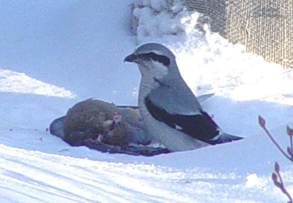 Northern Shrike - Philip Taylor