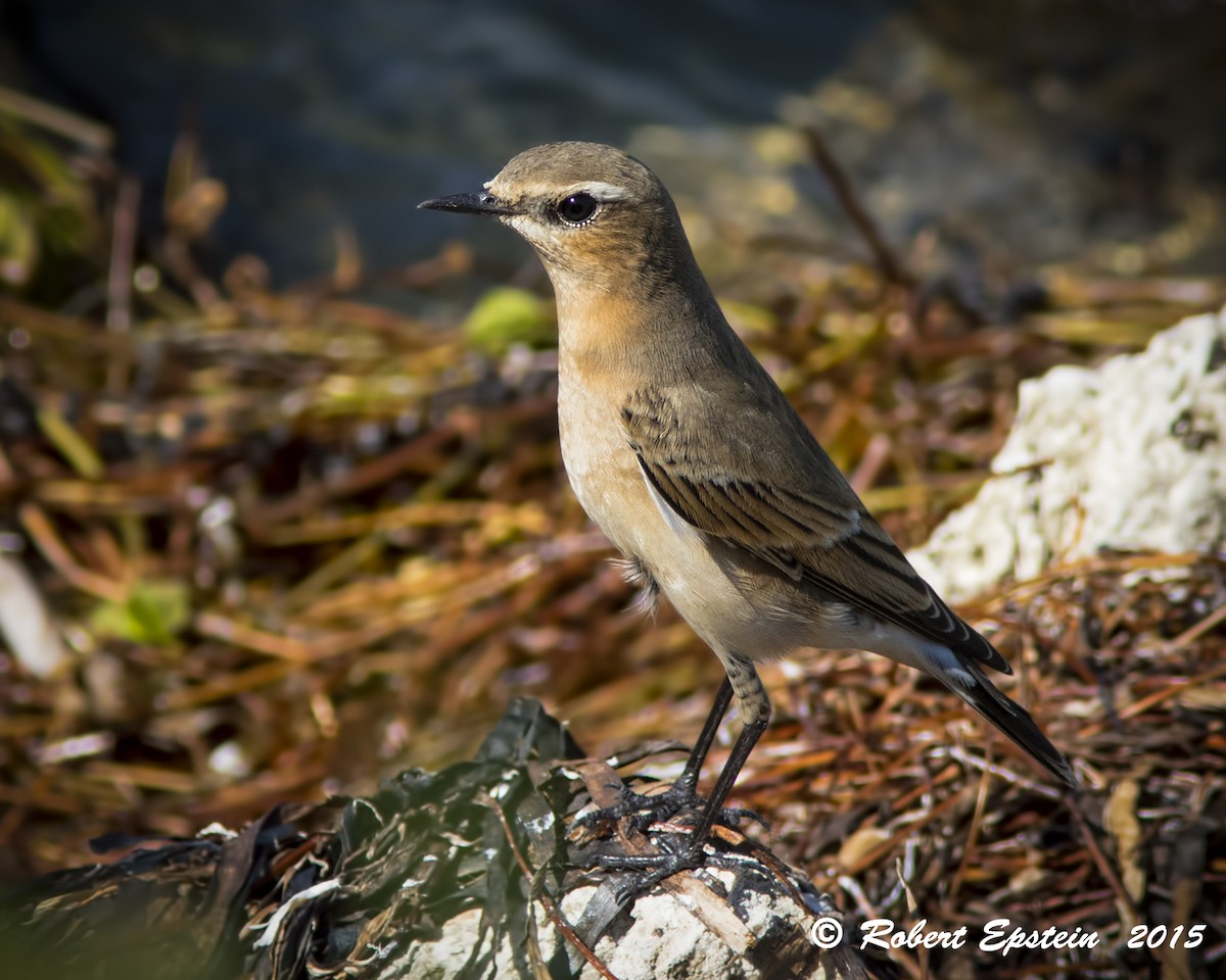 Northern Wheatear - ML20766551