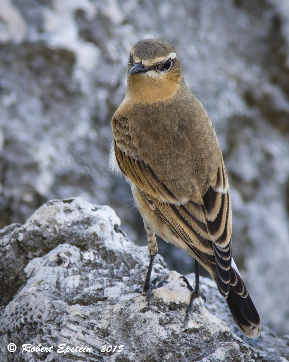 Northern Wheatear - ML20766561