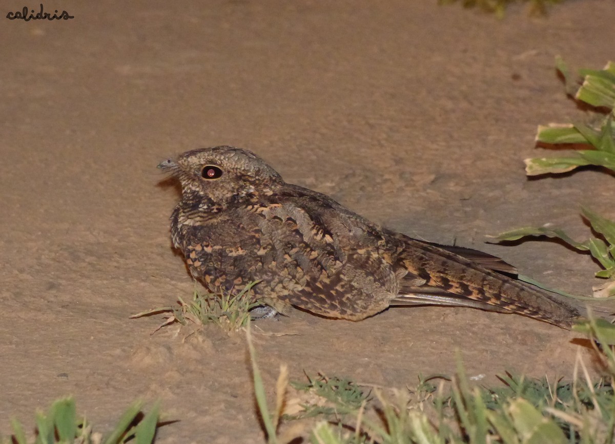 Scissor-tailed Nightjar - ML207666121