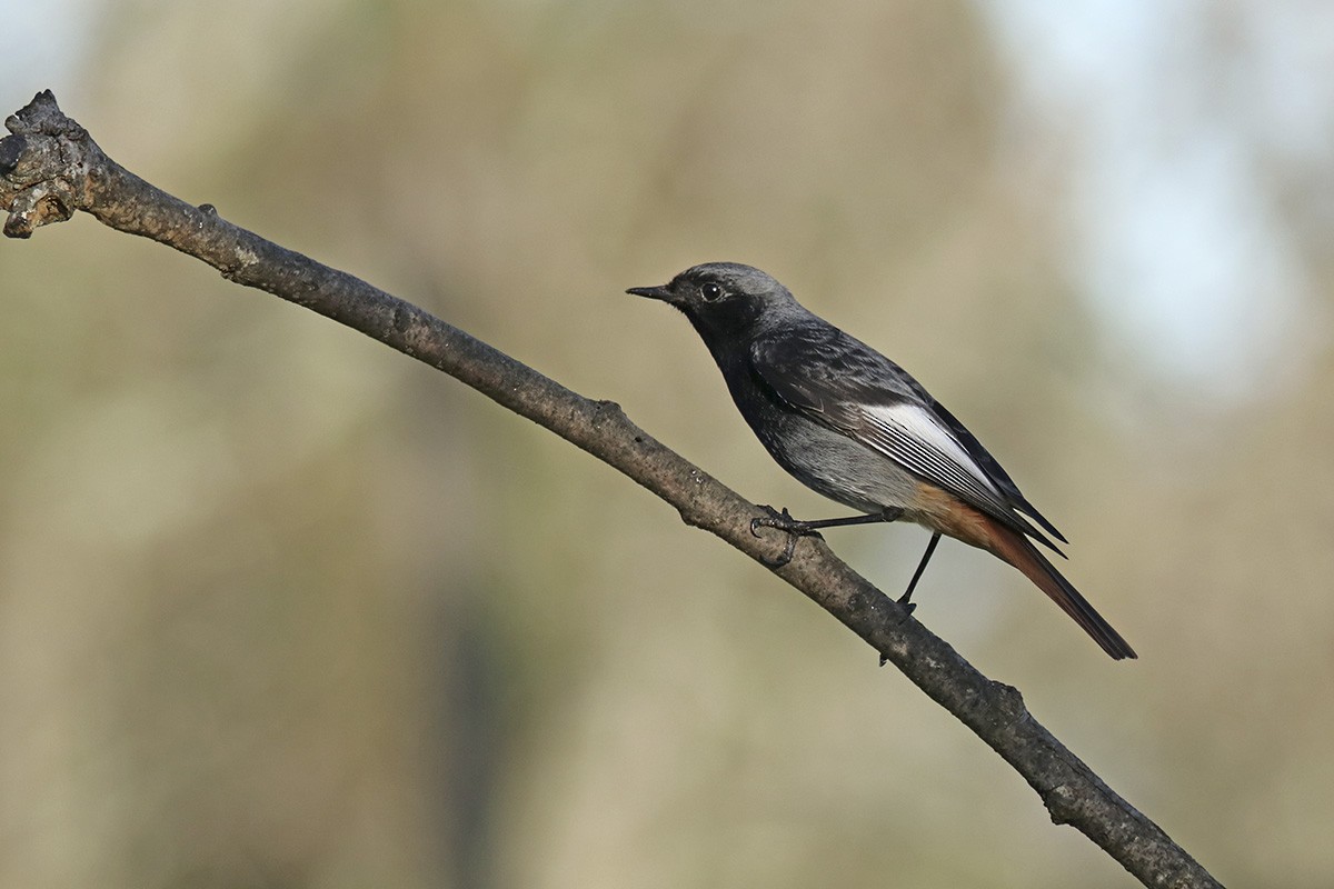 Black Redstart - Francisco Barroqueiro