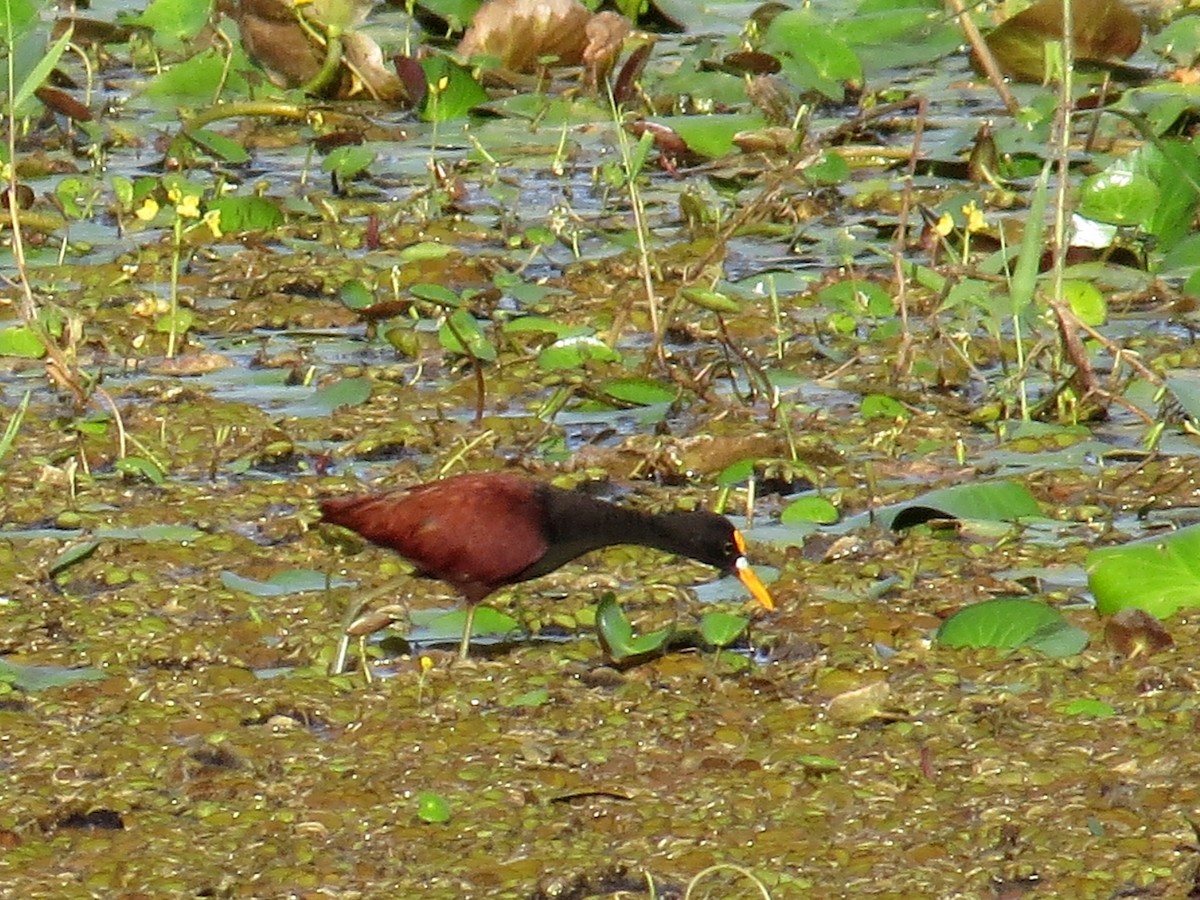 Northern Jacana - ML207669211