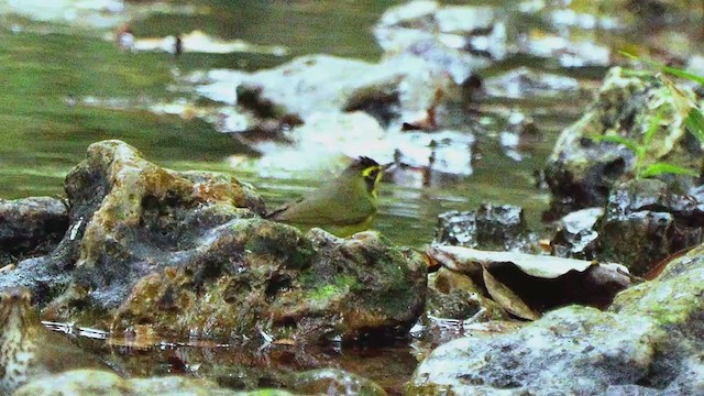 Kentucky Warbler - ML207669321