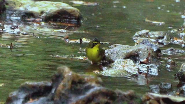 Kentucky Warbler - ML207672041