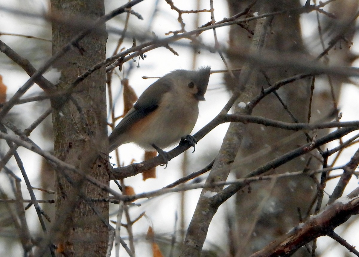 Tufted Titmouse - ML207674221