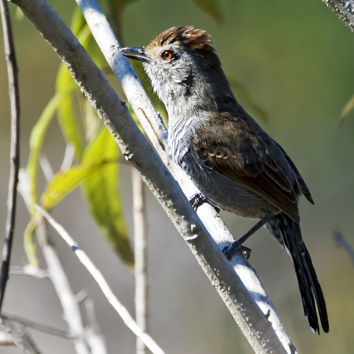 Rufous-capped Antshrike - ML20767651