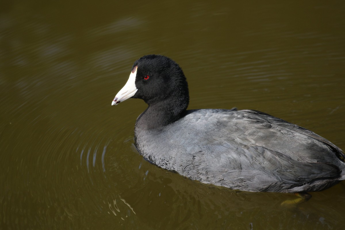 American Coot (Red-shielded) - Sarah Dzielski