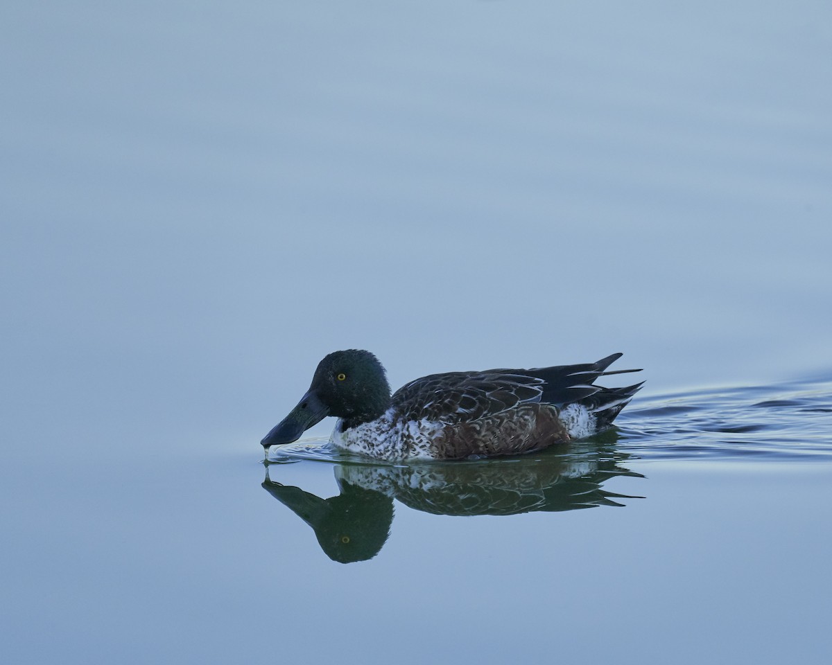 Northern Shoveler - William Smith