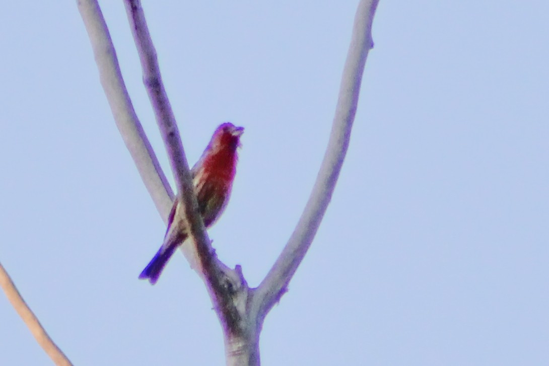 House Finch - ML207677721