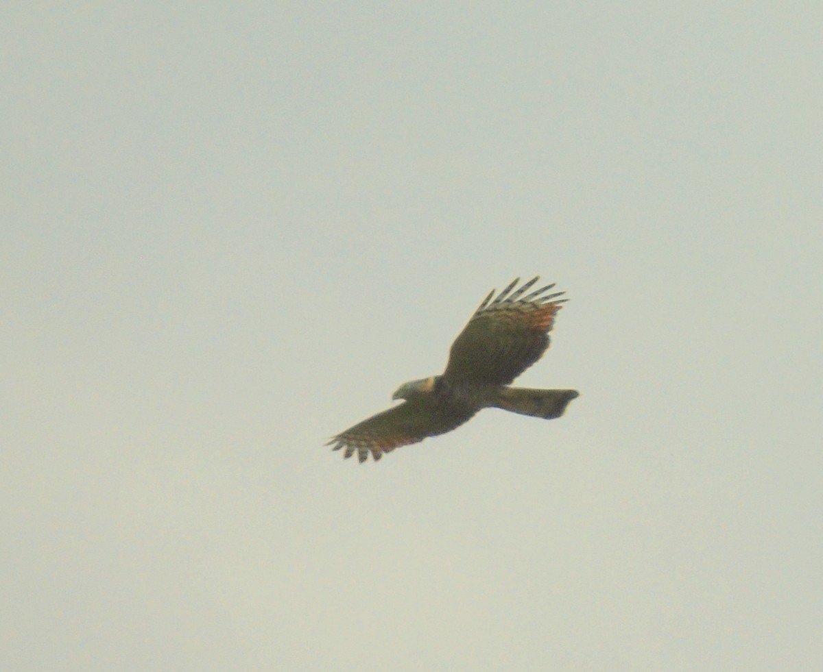 Hook-billed Kite - Sandro Figueiredo Sandingalo