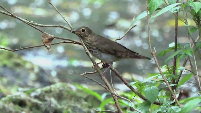 Swainson's Thrush - ML207681351