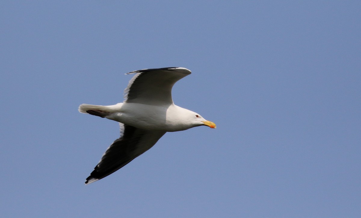 Great Black-backed Gull - ML207682041