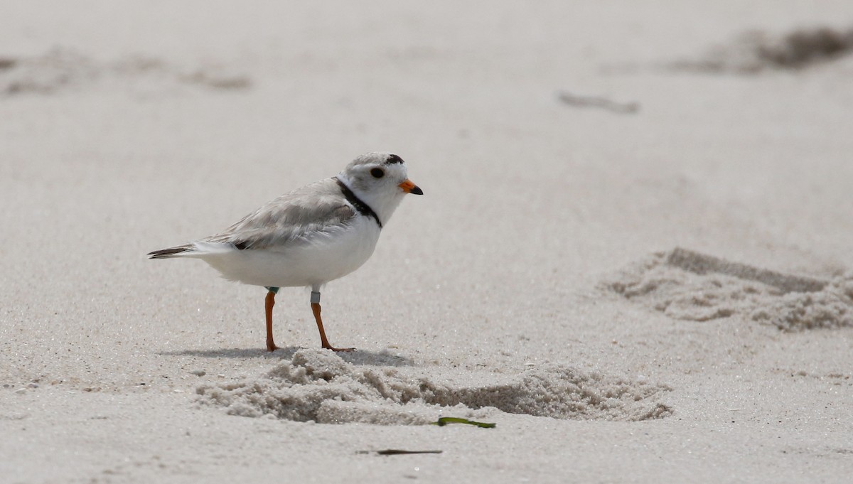 Piping Plover - Jay McGowan