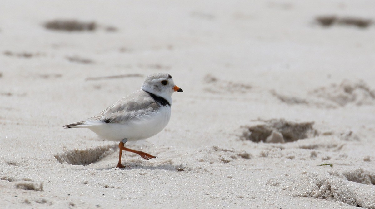 Piping Plover - Jay McGowan