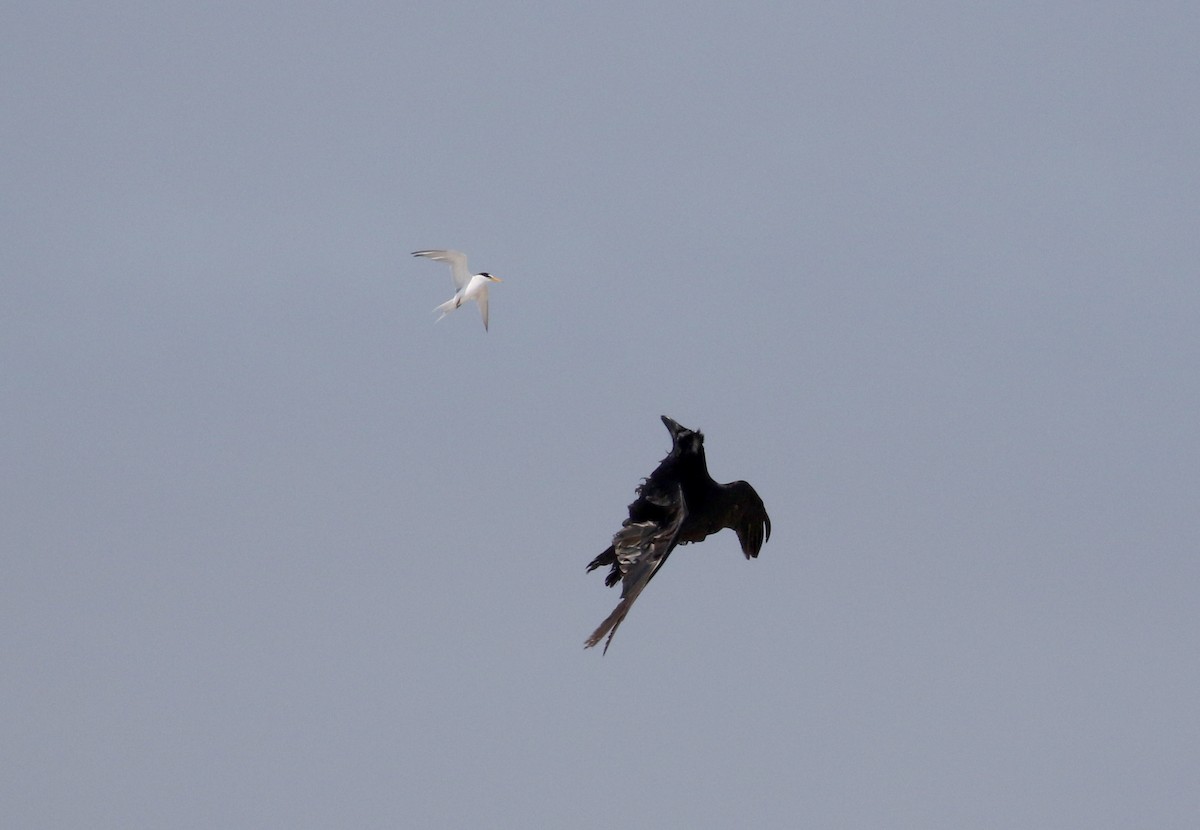 Common Raven - Jay McGowan